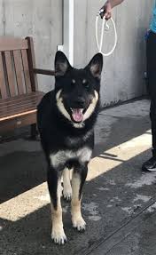 At Risk To Be Destroyed 8 07 18 Billy Is At Risk Of Euthanasia And Needs Placement Please Consider Opening Your Home Toda Animal Behavior Animals Black Dog