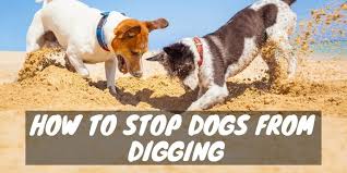 Here are our top seven solutions to help stop dogs dig out of instinct, but also for something to do. A Hole Nother Problem How To Stop Dogs From Digging Dogs And Treats