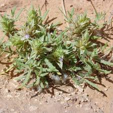 Image result for Blepharis sol