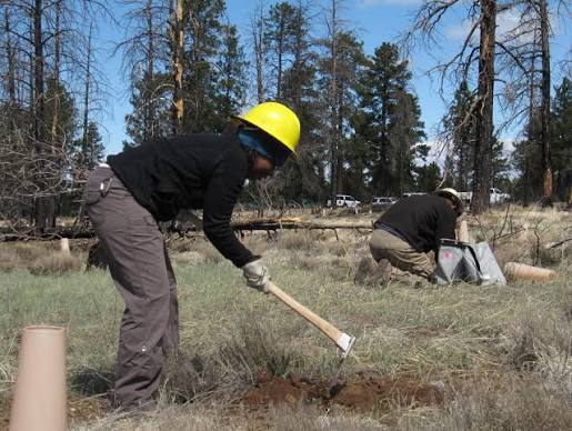 File:Digging a hole with a Hoedad tool.jpg - Wikimedia Commons