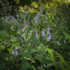 Image result for Scutellaria