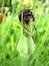 Image result for Psophocarpus lancifolius