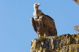 Vautour Fauve Animals Bald Eagle Birds Of Prey