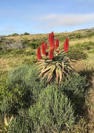 Image result for Pseudognaphalium oligandrum