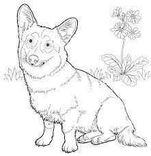 The pembroke welsh corgi is a cattle herding dog breed that originated in pembrokeshire, wales. Welsh Corgi Coloring Pages Dog Coloring Pages Coloring Pages For Kids And Adults