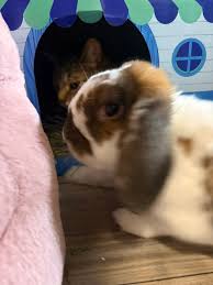 Image result for tbn:nuNU7FPK4A54yM::rvforsaleguide.com/images/bunny-resting-picture.jpg