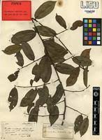 Image result for Chrysophyllum welwitschii