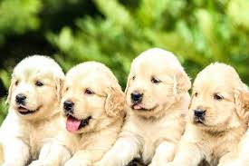 Golden Retriever Breeders In Oklahoma Reviewed Breeder Review