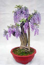 Bonsai Tree Collection Wisteria Bonsai Proves Big Beauty Comes In Small Packages Bonsai Flower Wisteria Bonsai Bonsai Tree