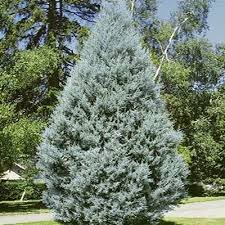 Image result for Cupressus arizonica
