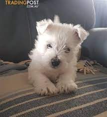 West Highland White Terrier Pups Westie Puppies West Highland Terrier Puppy Westie Dogs