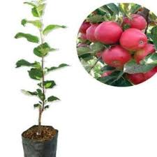 Pindahkan hasil cangkokan ke tempat yang baru sehingga dia dapat. Jual Bibit Buah Cangkok Terbaru Harga Murah Blibli Com
