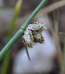 Image result for Cyperus laevigatus