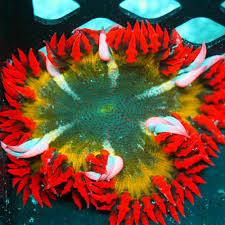 We did not find results for: Rock Flower Anemones