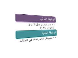 الدرس الثاني كيف نصنف النباتات مادة العلوم