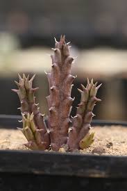 Image result for Tridentea