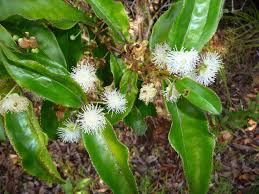 Image result for Aphloia theiformis