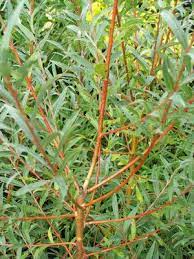 Click here to find out more. Salix Alba Britzensis Coral Bark Willow From Quackin Grass Nursery