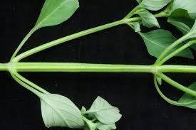 Image result for Asystasia mysorensis