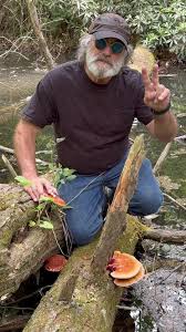 Image result for Ganoderma tsugae