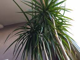 Plante pousse trop en hauteur. Peut On Tailler Un Yucca Et Un Dracaena Devenu Trop Grand