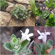 Image result for Dyschoriste radicans