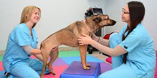 Gold coast provides high quality veterinary specialty care in multiple disciplines including cardiology, dentistry, dermatology, emergency & critical care. Gold Coast Center For Veterinary Care Veterinary Specialists On Long Island