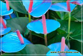 Anthurium Photo At Home Care A Site About A Garden A Summer Residence And House Plants