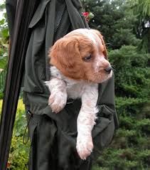 Gachette De L Hospitalier Epagneul Breton Jouwweb Nl Epagneul Chiens Epagneul Bretons Chiot Epagneul Breton
