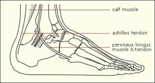 While tendinitis can occur in any of your body's tendons, it's most common around your shoulders, elbows, wrists and heels. Foot Anatomy For Walkers Timeoutdoors