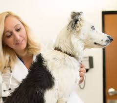 0 banfield pet hospital coupons now on retailmenot. Veterinary Hospital Providing Superior Pet Health Care Services Banfield Pet Hospital