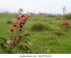 Image result for Petiveriaceae