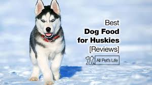 It has a superior level of proteins from real meat and meat meal, which guarantees that your husky gets what he needs to stay energized and strong. Top 5 Best Dog Food For Huskies In 2021 Reviews All Pet S Life