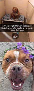 Adopt Don T Shop Minipet Online Pet Boutique Is A Melbourne Based For Small Dogs Cats And Their Human Guardians Dog Memes Clean Cute Dogs Dog Memes