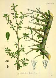 Image result for Commiphora