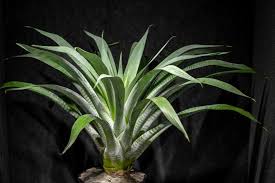 Image result for Alcantarea