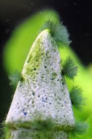 Black Algae In Fish Tank How To Get Rid Of It Eliminating And Preventing Beard Algae In Your Aquarium Live Aquarium Plants Algae Tropical Fish Aquarium