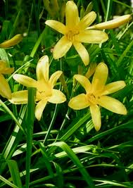 Some flowers have more than one color. Hemerocallis Lilioasphodelus Yellow Lily Daylilies In Australia