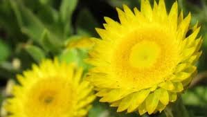 Image result for Helichrysum adenocarpum