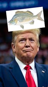 Fish vs Tropical Fish