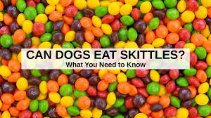 Can Dogs Eat Skittles What To Know About Dogs And Skittles Candy