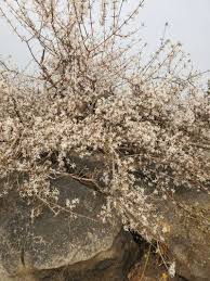 Image result for Feretia