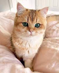 Chat Mode D Emploi Methode D Education En Video Cutemeowingcat Cat Chat Kitty Chaton British Shorthair Cats Cats Cute Cats