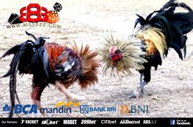 See more ideas about bangkok, ciri, game fowl. Sabong Ayam Agen Chris John Cara