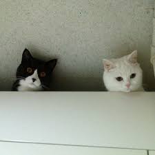 Hello Down There Cats Cute Cats Cute Animals
