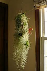 Press the moss firmly onto the rocks and soil when planting. Pin By Erna Iribarren On Air Plant Ideas Hanging Plants Tillandsia Air Plant Air Plant Display