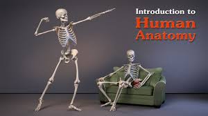 12 photos of the human skeleton system with bone. Introduction To Human Anatomy For Artists Proko