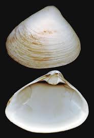 We did not find results for: Atlantic Surf Clam Wikipedia