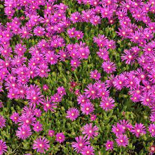 Sun loving flowers south africa. 23 Sun Loving Perennials Every Garden Needs Gardening