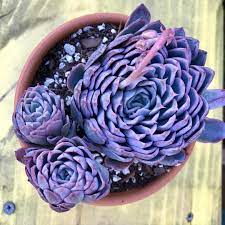 My Echeveria Violet Queen Cluster Arrived This Week She Had A Bit Of A Rough Trip But Look At Her Beautiful Color Plantlife Succulents Succulent Su